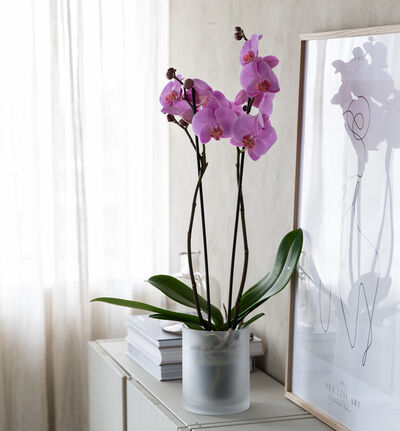 Togrenet lilla orkidé i glasspotte